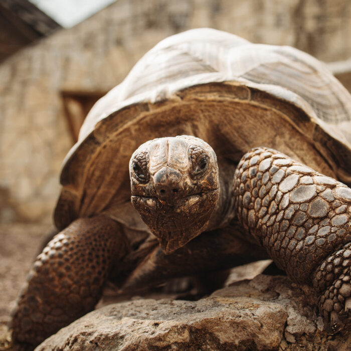 turtle at the zoo