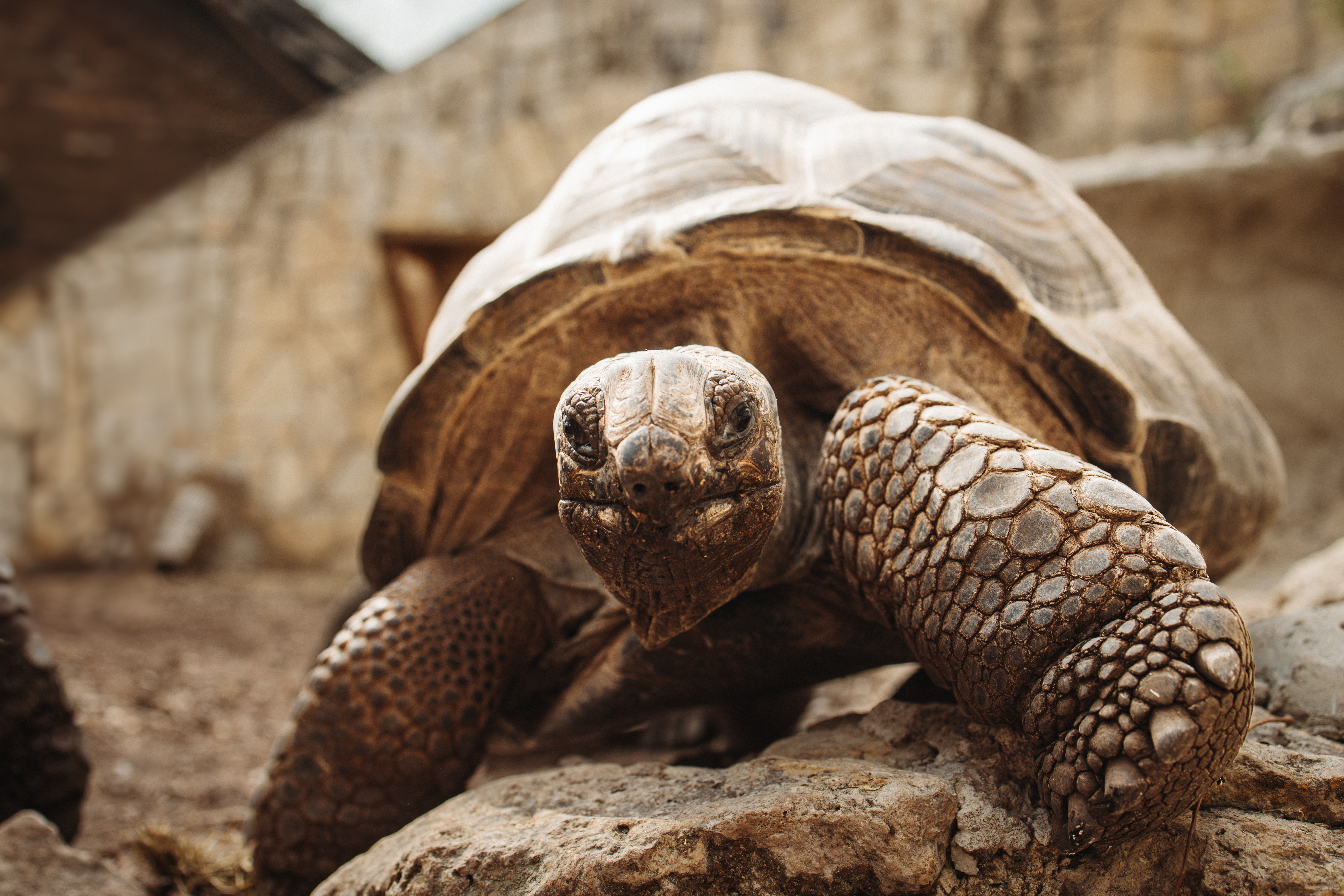 turtle at the zoo